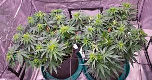The Ultimate Guide to Ontario Cannabis Seeds The Ultimate Guide to Ontario Cannabis Seeds