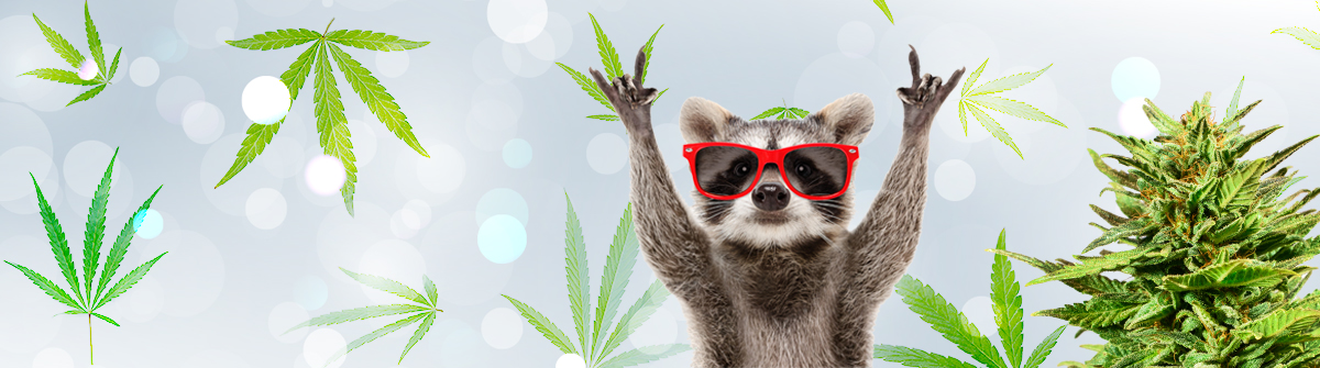 The Ultimate Guide to Ontario Cannabis Seeds The Ultimate Guide to Ontario Cannabis Seeds